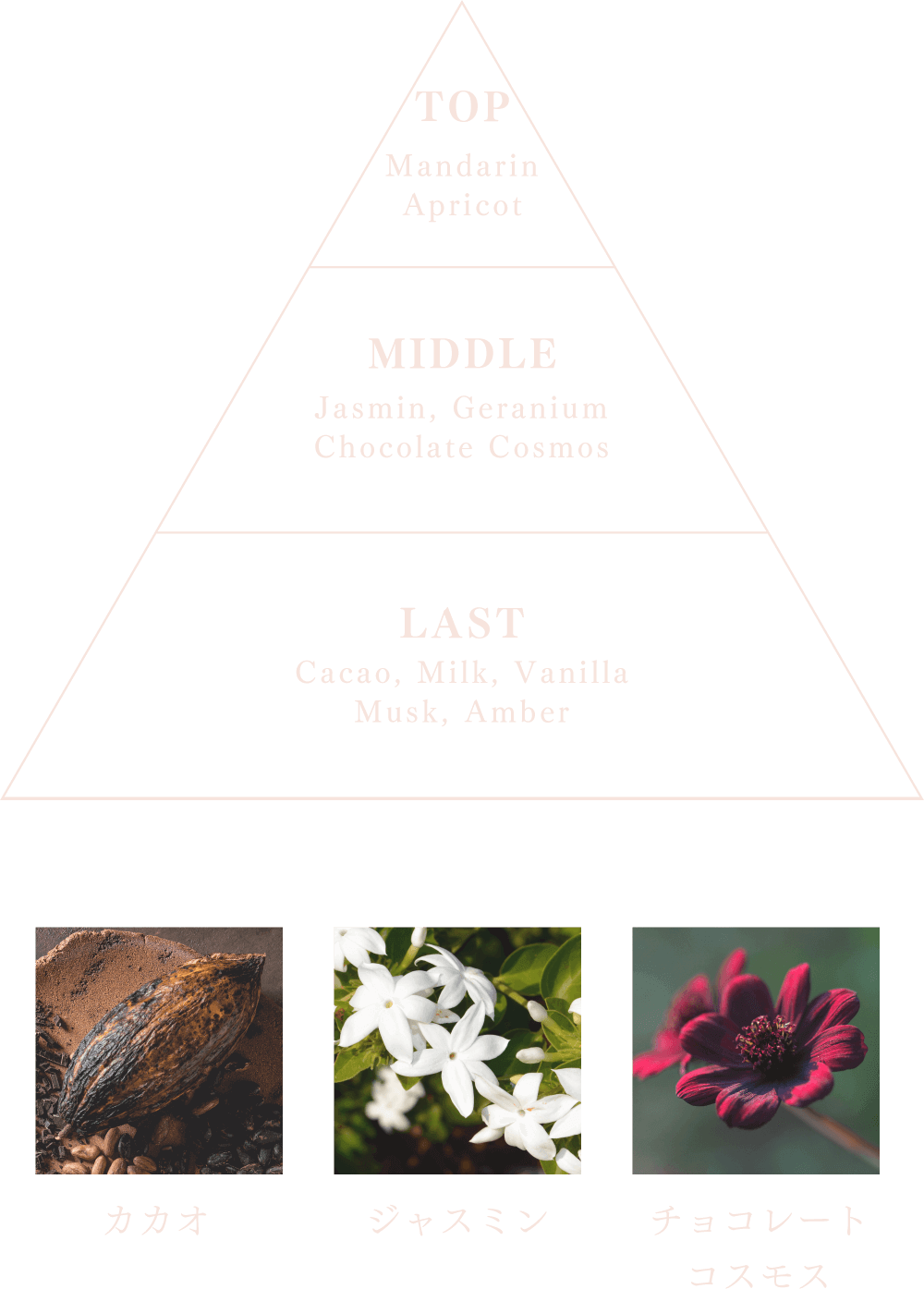 TOP Mandarin, Apricot / MIDDLE Jasmin, Geranium, Chocolate Cosmos / LAST Cacao, Milk, Vanilla, Musk, Amber | カカオ ジャスミン チョコレート コスモス